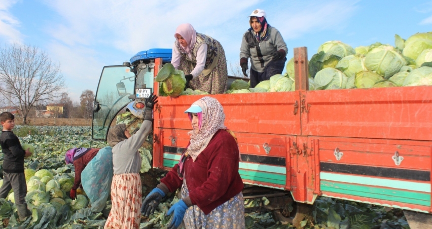 Lahana hasadı başladı