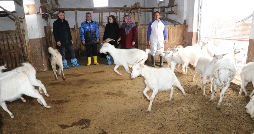 Samsun’da yerel ırk koyun keçi yetiştiricisine destek
