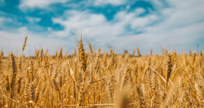 Tarım ve Orman Bakanlığından “ithal buğday” açıklaması