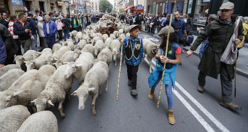 Yüzlerce koyun ve keçi Madrid sokaklarında turladı