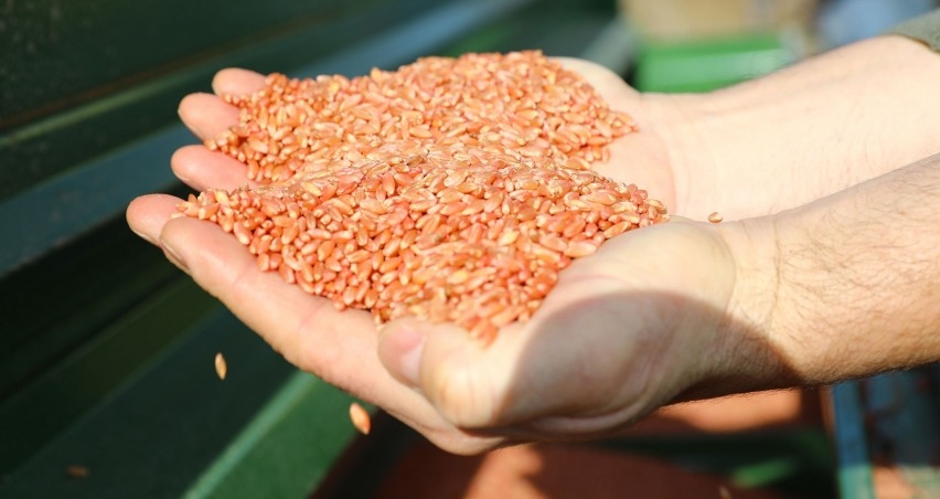 Sertifikalı tohum destekleme bütçesi 2023 için 978 milyon liraya çıkarıldı