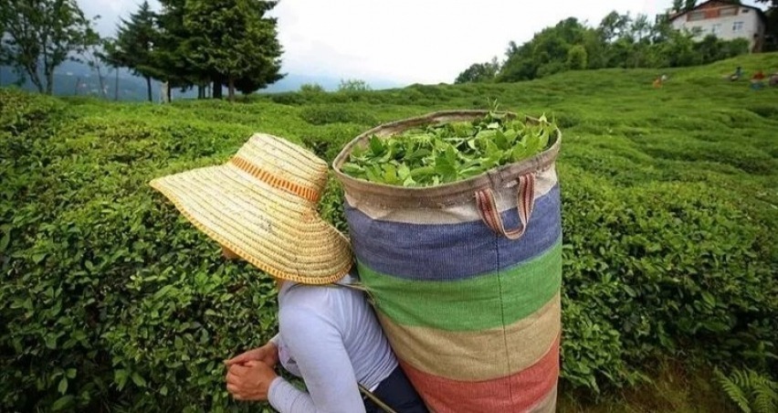 Çay ihracatı son 5 yılda yüzde 72 arttı