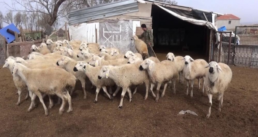 Karamanlı üreticiler, yabancı uyruklu çoban ve tarım işçileri için sabit maaş düzenlemesi istiyor