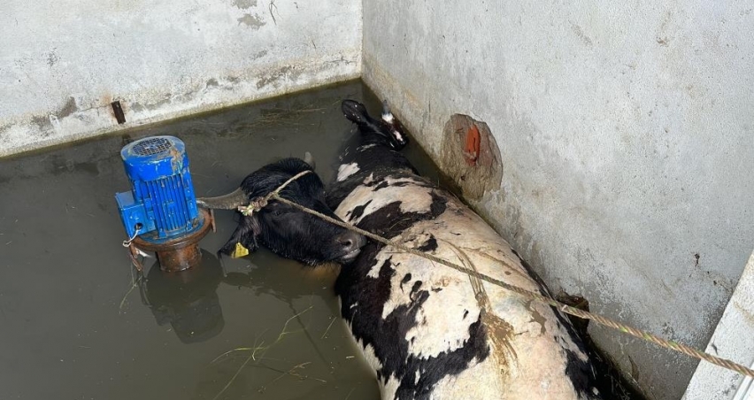Su kuyusuna düşen ineklere kurtarma operasyonu