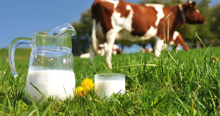 İnek sütü miktarı eylülde yıllık bazda yüzde 4,6 arttı