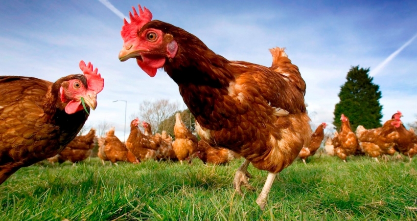 Tavuk eti üretimi eylülde aylık bazda yüzde 5,7, yıllık bazda yüzde 8,9 azaldı