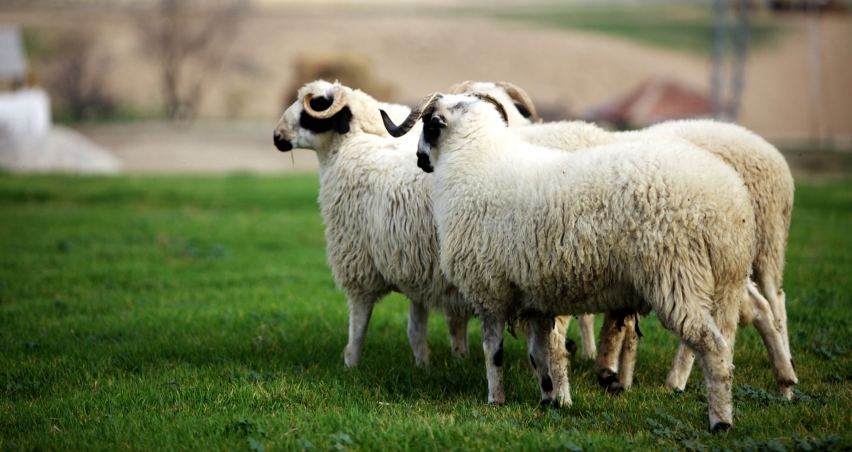 TİGEM damızlık koyun keçi, koç teke ve toklu çebiç fiyatlarına yüzde 50 ile 66 oranında zam yaptı!