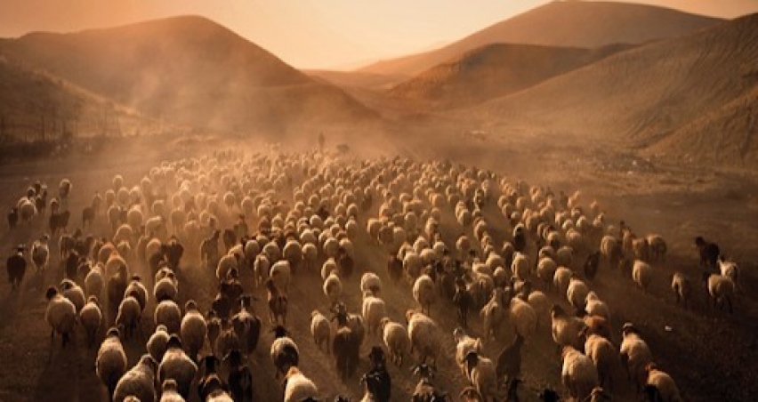 Türkiye, koyun ve keçi sayısında en yakın rakiplerini üçe katladı