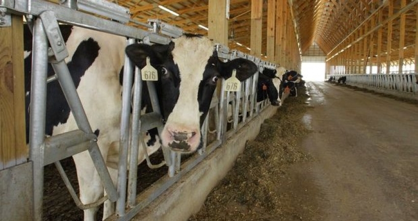 Çiğ sütün üretim maliyeti yüzde 2,8 düştü