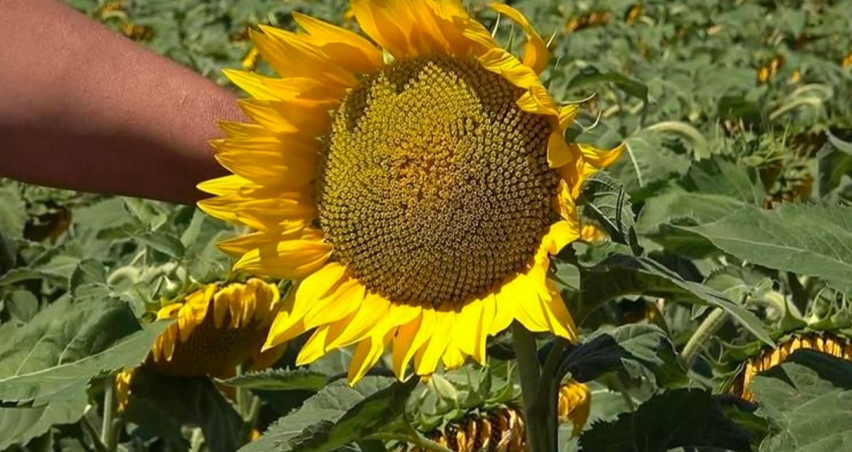 Yağlık ayçiçeği tohumu ve ham ayçiçeği yağı ithalatında tarife kontenjanı açıldı