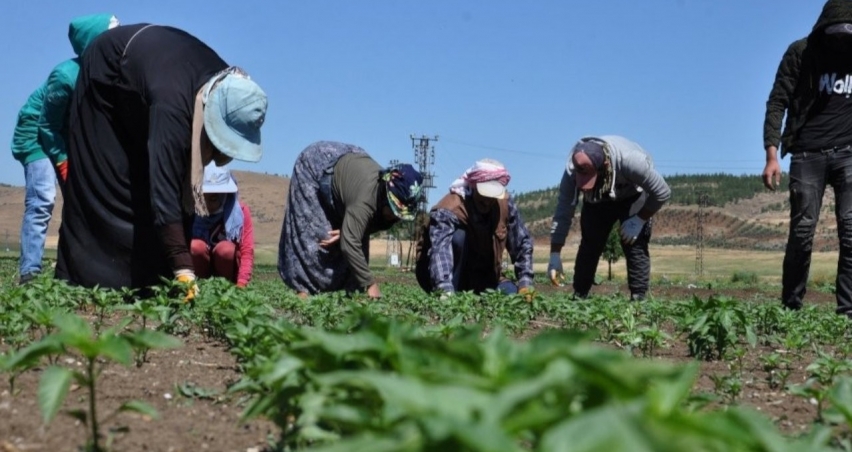 Tarım ve Orman Bakanlığı 1500 tarım işçisi alımına ilişkin duyuru paylaştı!