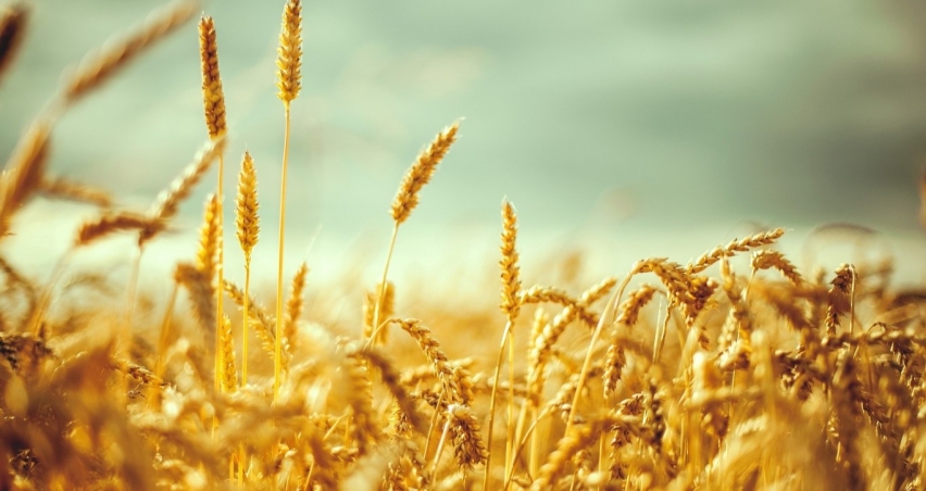 Türkiye, FAO konsey üyeliğine seçildi