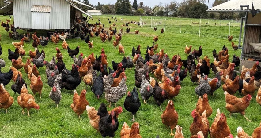 Tavuk Eti Üretimi Mayısta Yıllık Bazda Yüzde 11,7 Arttı.