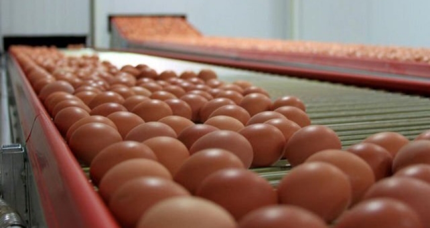 Yumurta ihracatında 1,5 dolarlık fon kaldırıldı