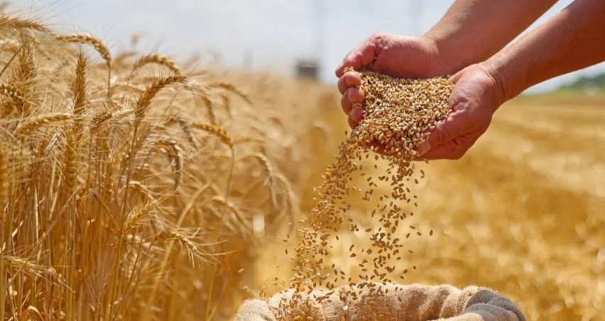 Küresel hububat üretiminde tüm zamanların en yüksek seviyesi bekleniyor