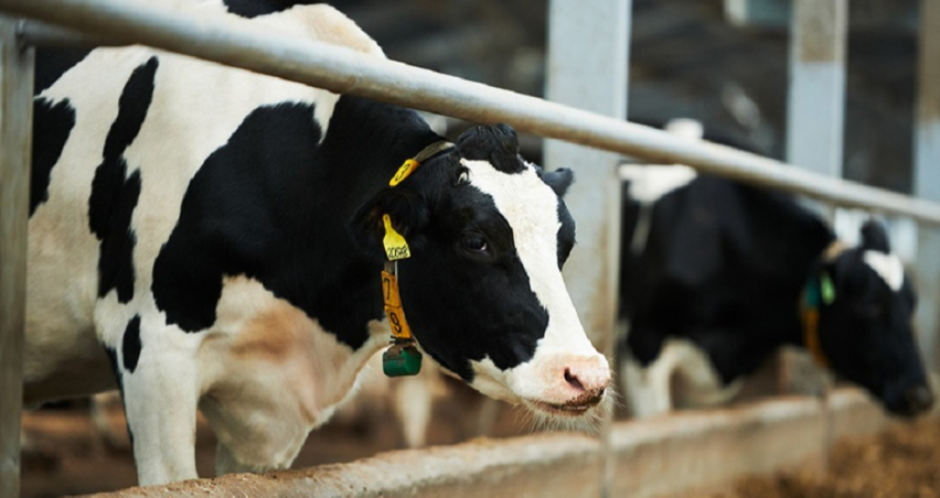 Süt üretiminde maliyet şoku: 1 litre sütün maliyeti 27 lirayı aştı!