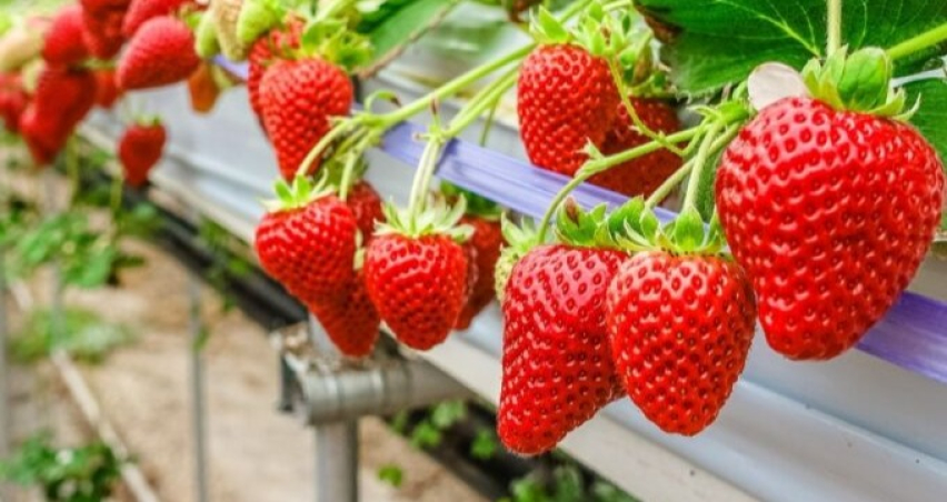 Topraksız sera yatırımı 2.5 milyar dolara ulaştı