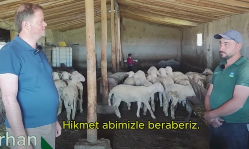 Kuzularımız, 90 Gün İçinde 45 Kiloya Ulaşıyor